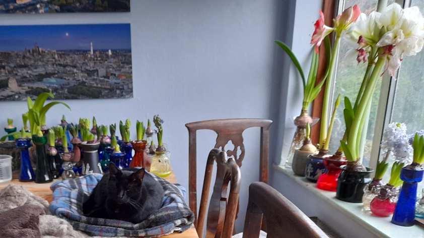 hyacinths and amaryllis