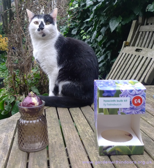 Sainsburys hyacinth vase