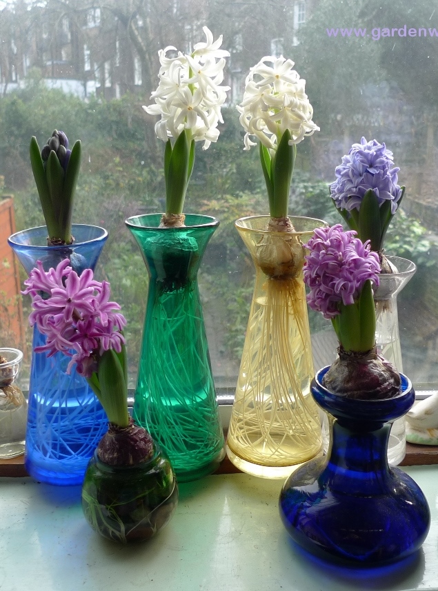 forced Sainsburys hyacinth bulbs