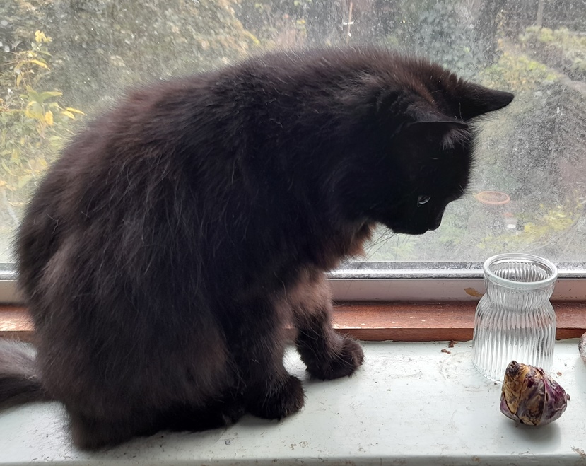 sainsburys hyacinth vase