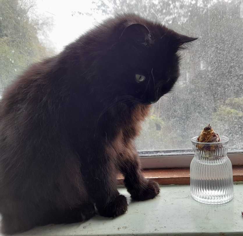 sainsburys hyacinth vase