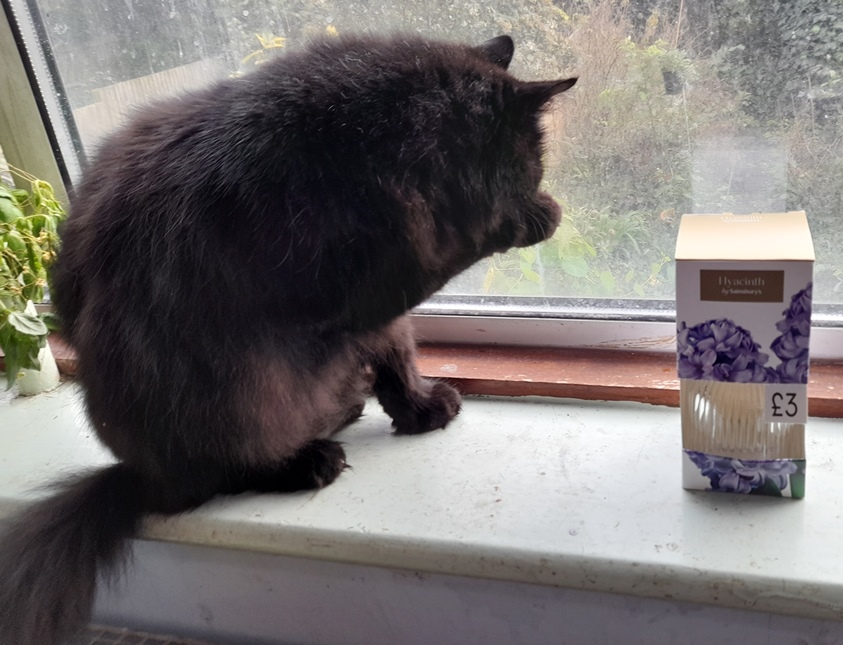 Sainsburys hyacinth vase