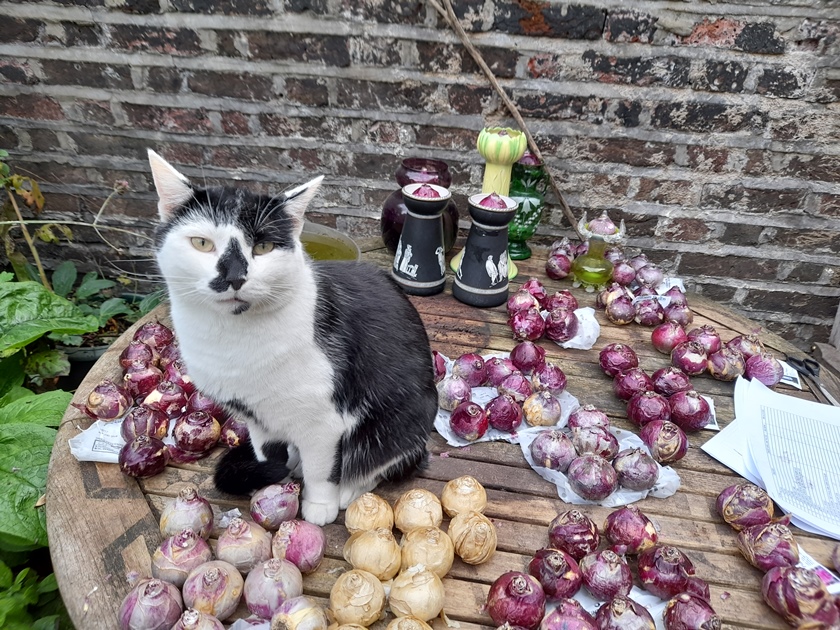 hyacinth bulbs for forcing