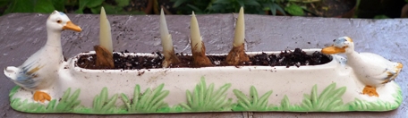 Shorter geese trough with iris