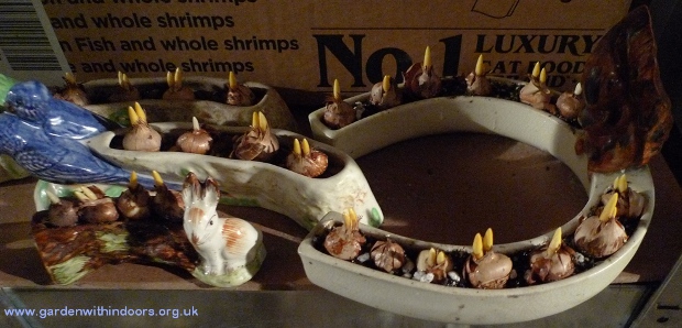 Shorter troughs with crocus chrysanthus