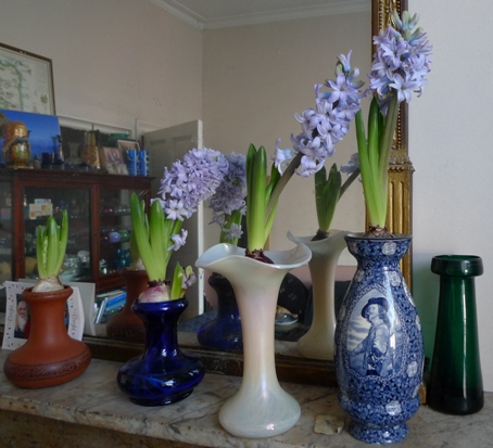 Sky Jacket hyacinths