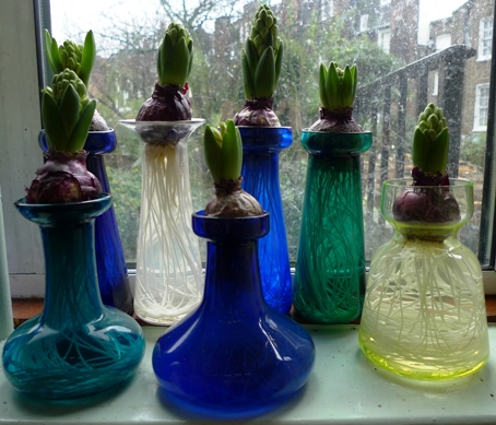 Sky Jacket hyacinths