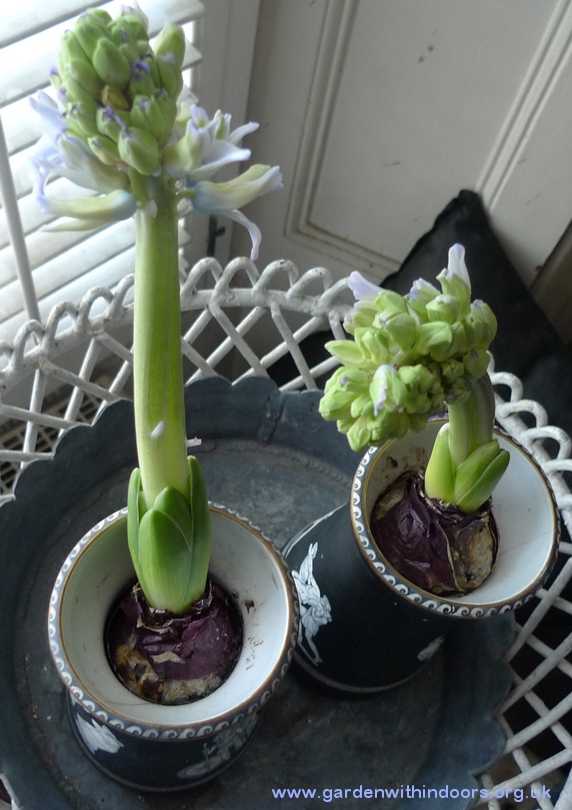 Sky Jacket hyacinths