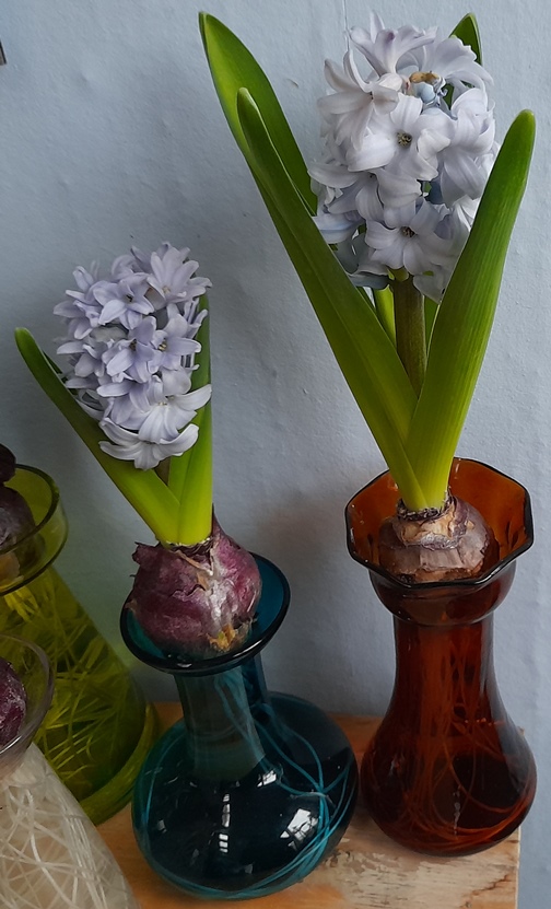 sky planet forced hyacinths