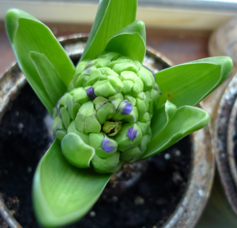 Skyline hyacinth buds