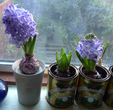 skyline hyacinths