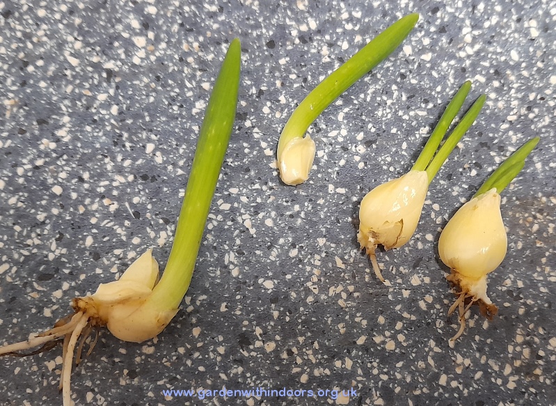 snow crystal bulblets removed