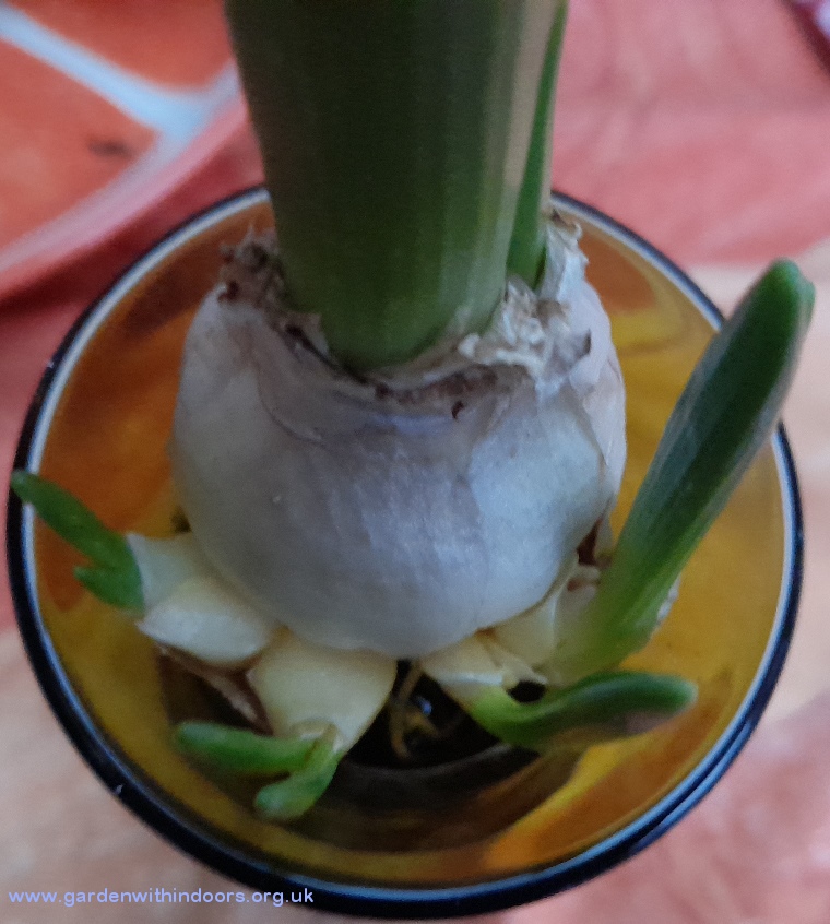 snow crystal bulblets