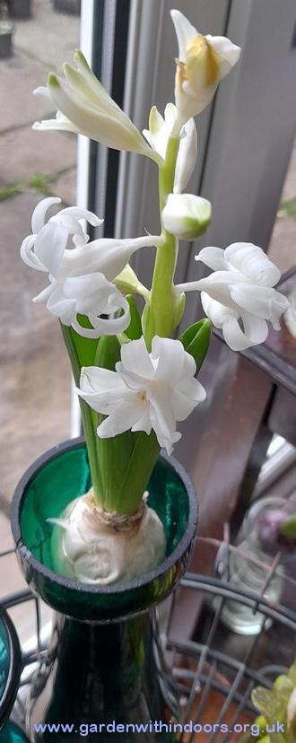 forced snow crystal hyacinth in hyacinth vase