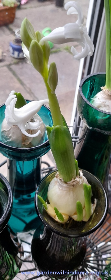 forced snow crystal hyacinth in hyacinth vase