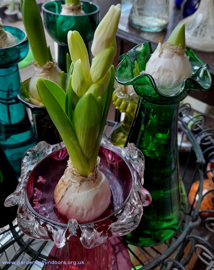 snow crystal hyacinth buds