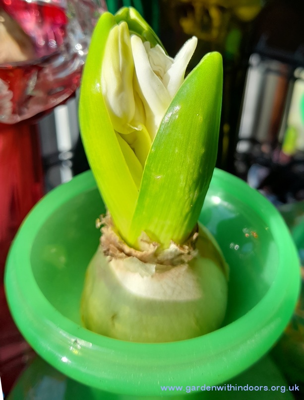 snow crystal hyacinth buds