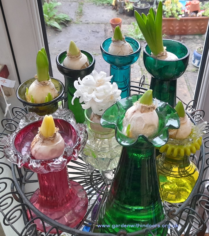 forced hyacinths Christmas hyacinth vase