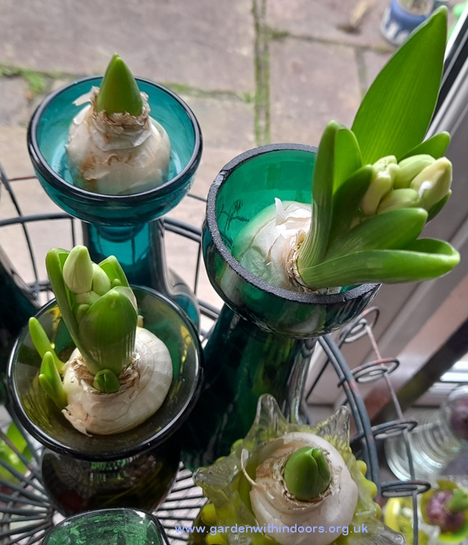 snow crystal hyacinths