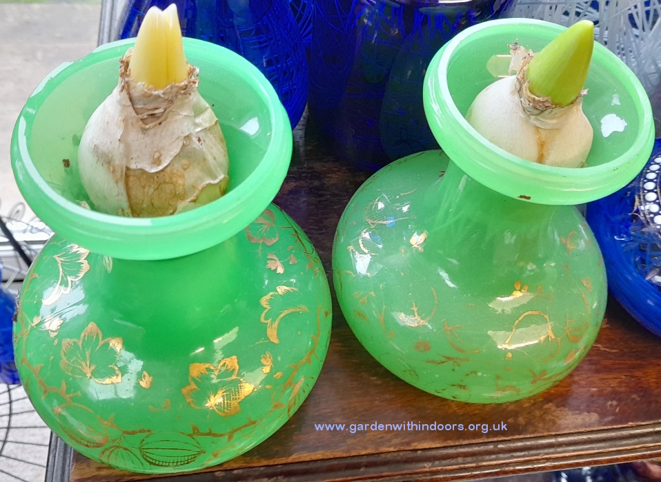 snow crystal hyacinths in Tye uranium hyacinth vases