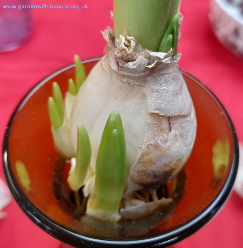 snow crystal hyacinth bulb with bulblets