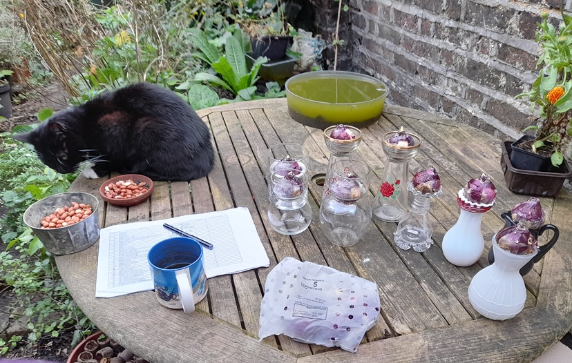 forcing hyacinths in vases