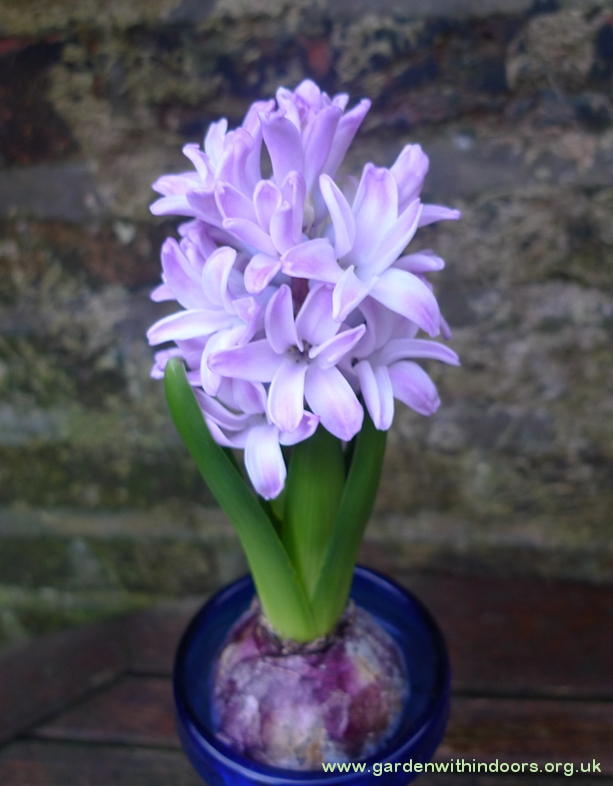 Splendid Cornelia forced hyacinth