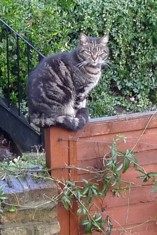 cat on fence