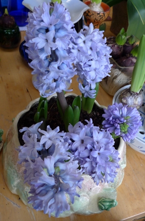 SylvaC pot with hyacinth bulbs