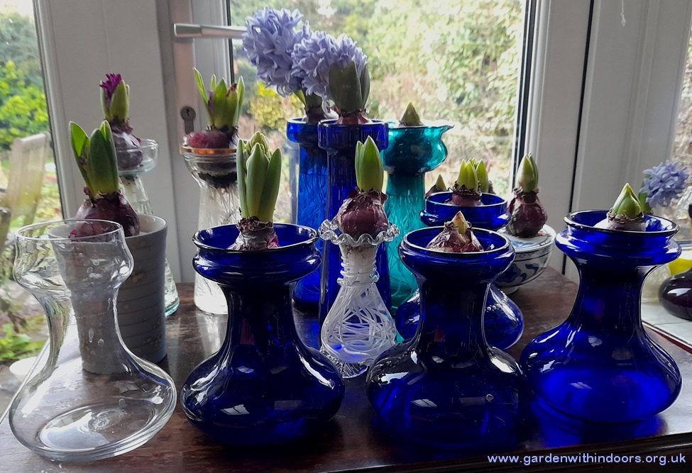 tye-shape hyacinth vases