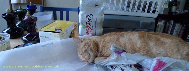 cat with hyacinth vases