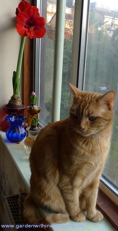 amaryllis in amaryllis vase