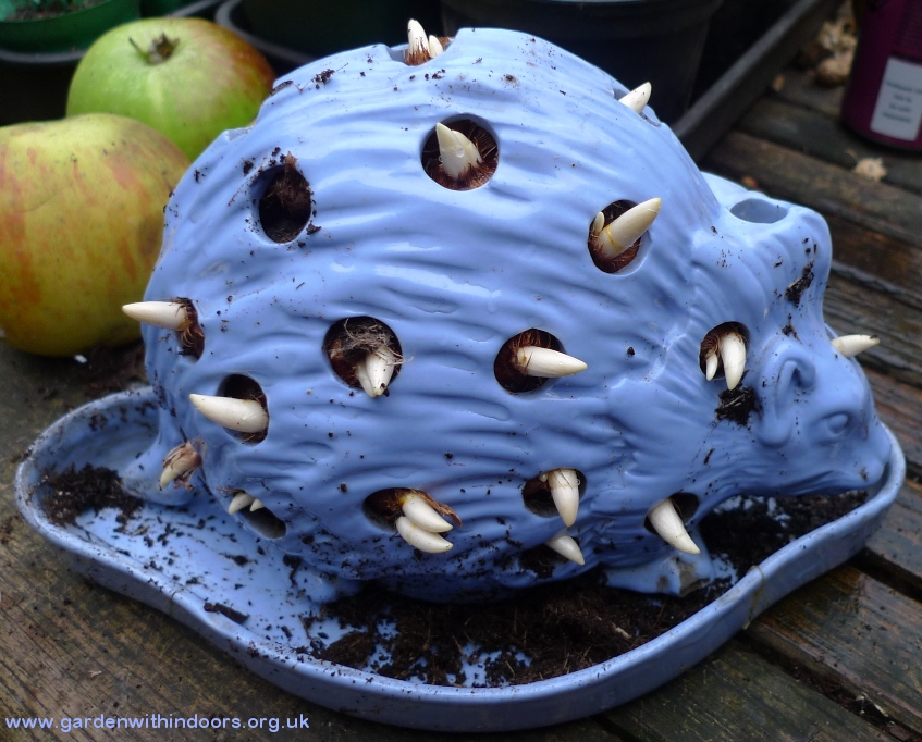 wedgwood hedgehog with crocus