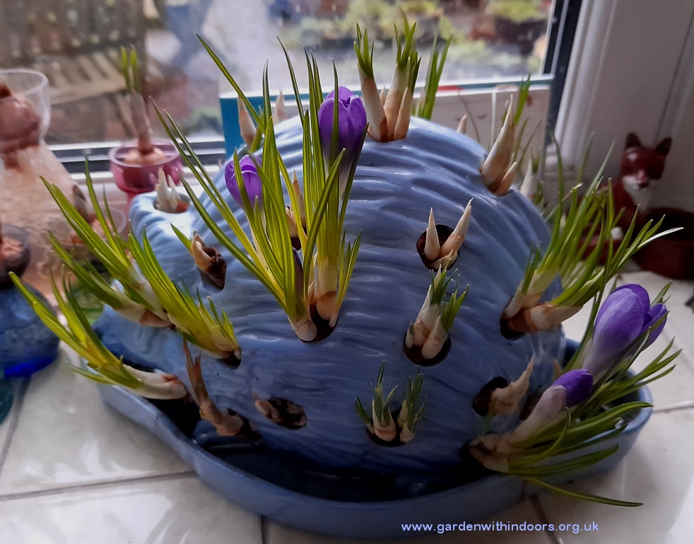 Wedgwood hedgehog with crocus