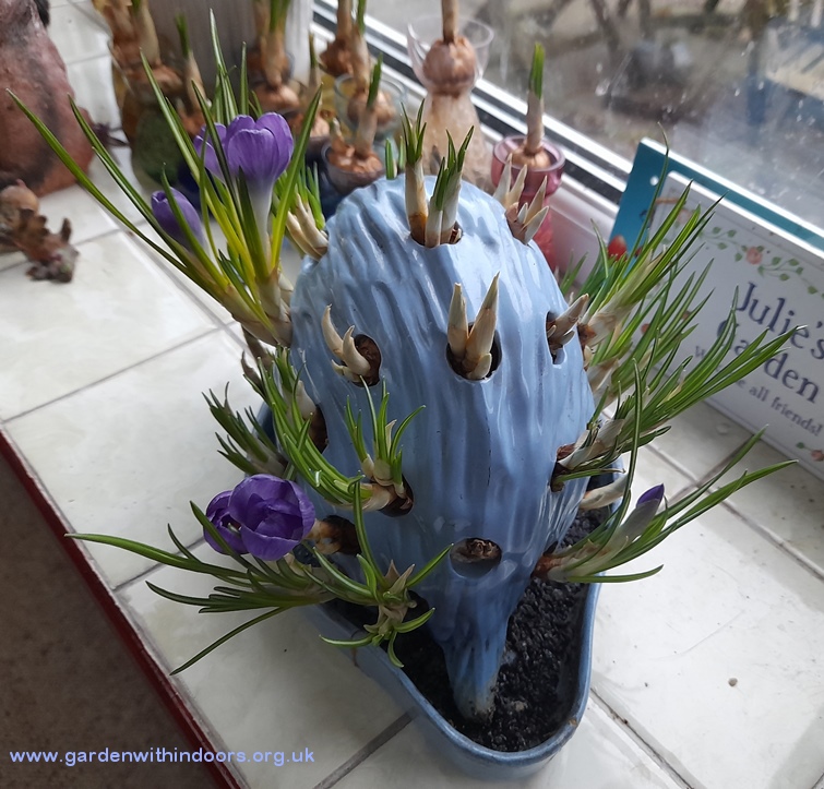 wedgwood hedgehog crocus