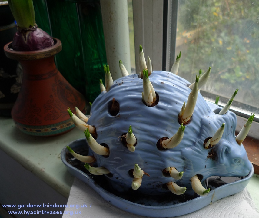 Wedgwood hedgehog with crocus bulbs
