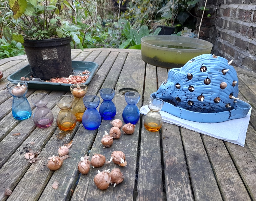 Wedgwood hedgehog with crocus bulbs