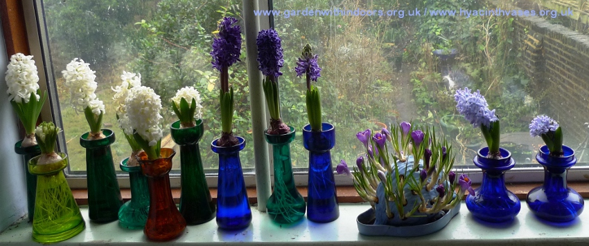 hyacinths in hyacinth vases