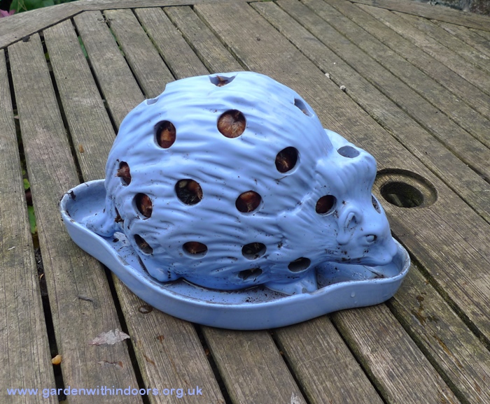 wedgwood hedgehog planted with crocus