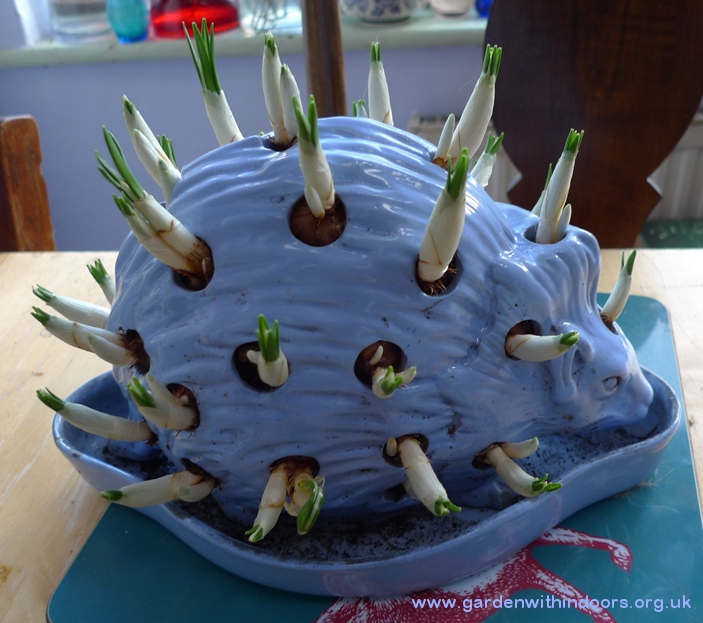 Wedgwood hedgehog with crocus bulbs