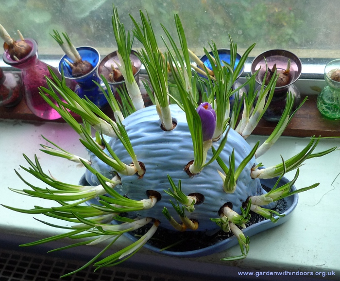 Wedgwood hedgehog with crocus in bloom