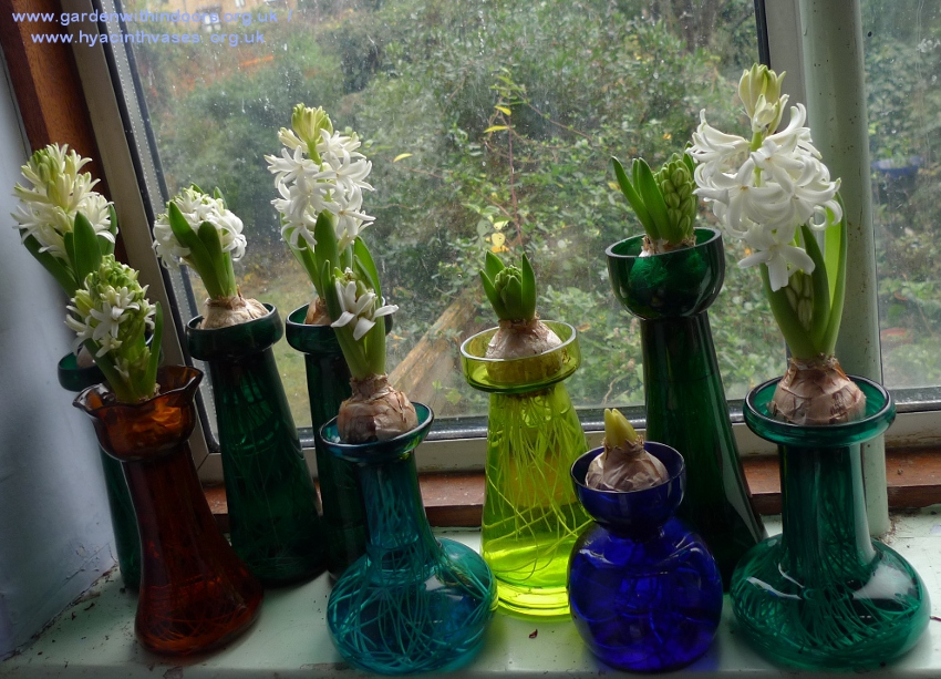 forced white pearl hyacinths in hyacinth vases