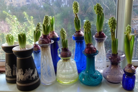 strange crop of vegetables