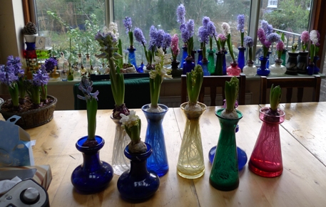 hyacinths in bloom and starting to bloom