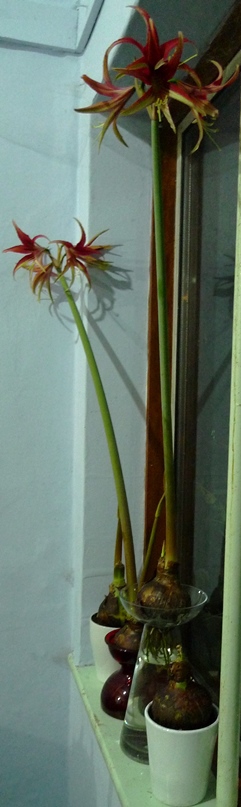 amaryllis la paz