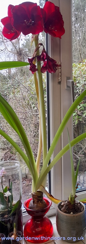 amaryllis for Christmas