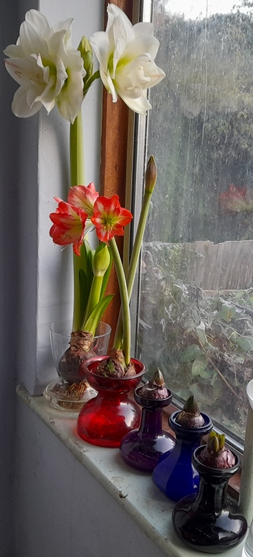 White Amadeus Minerva amaryllis