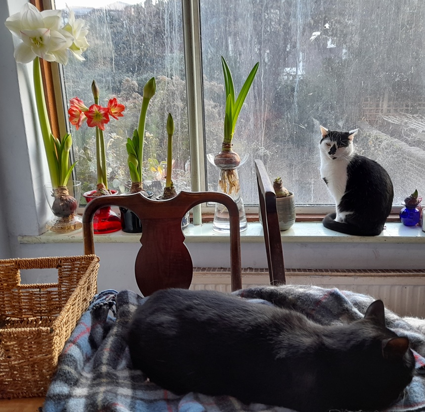 White Amadeus and Minerva amaryllis