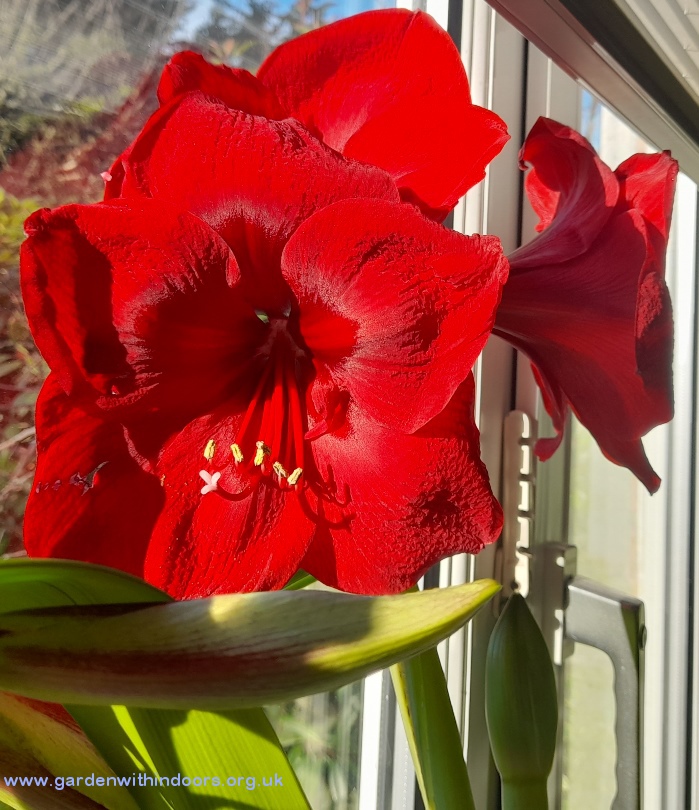amaryllis