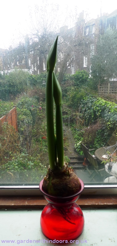 amaryllis in amaryllis vase
